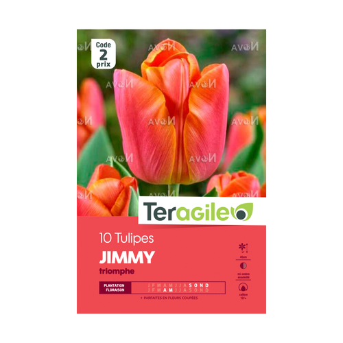 BULBES DE TULIPES 'JIMMY' TRIOMPHE - TERAGILE®- X10