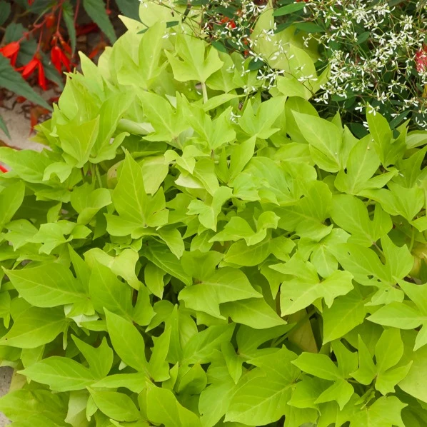3 Ipomées Sweet Caroline Green Ipomoea batatas 'sweet caroline green'