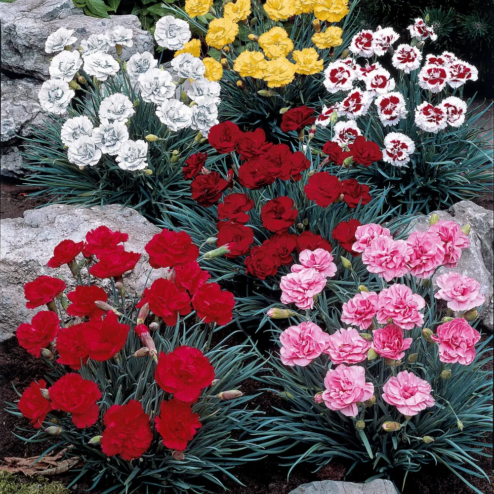6 Oeillets en mélange Dianthus caryophyllus Grenadin (white, yellow, pink, red), plumarius Roseus, spiculifolius