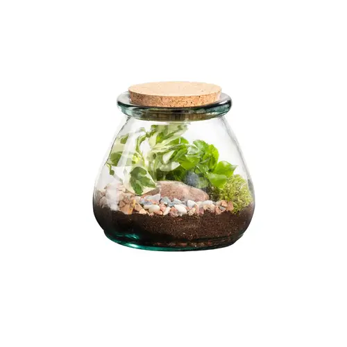 Terrarium autonome botanic® Bila Uso - Taille M Ø 15 cm H 15 cm