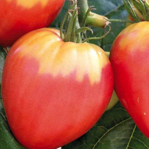 Plant Greffe Tomate Coeur Cuor Die Bue Bio. Le pot de 1 litre