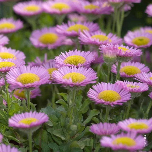 Erigeron Glaucus 'Sea Breeze' - Le pot de 2 litres