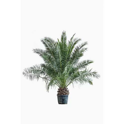 Phoenix Canariensis ou Dattier des Canaries 160/170 cm en pot de 50 L