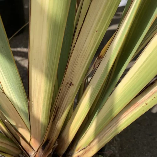 Phormium Tenax Variegata touffe. Le pot de 4 litres