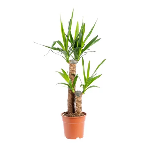 Yucca 2 pieds vert H 85 cm. Le pot Ø 17 cm