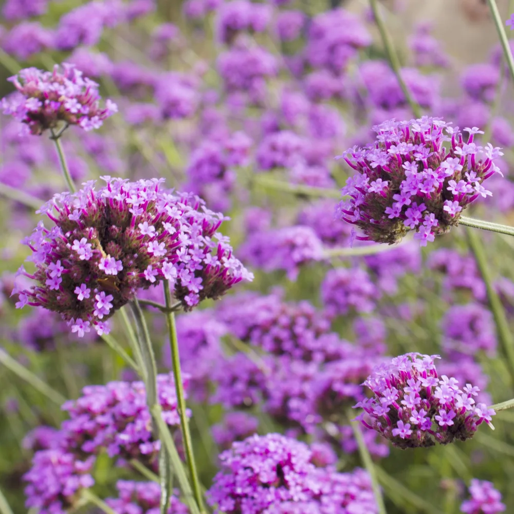 Verveine de Buenos Aires Verbena bonariensis