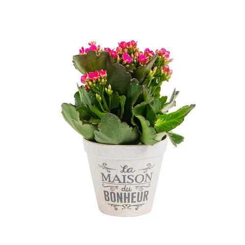 Kalanchoé Calandiva + Mini variés + cache-pot zinc