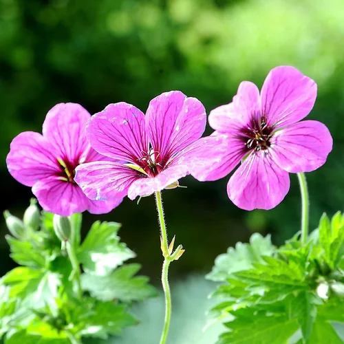 Géranium vivace matu vu rose en pot de 2 L