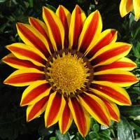 Gazania - Le pot de 5 litres