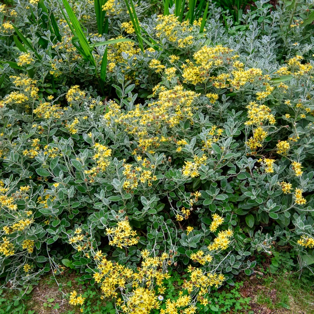 Séneçon Sunshine Senecio greyi Sunshine
