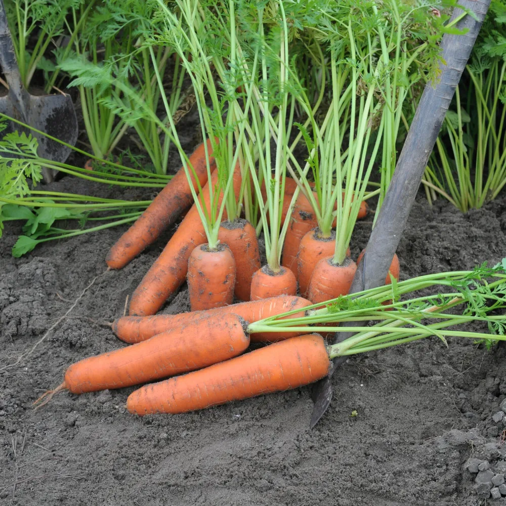 Carotte Flyaway F1 Daucus carota flyaway f1