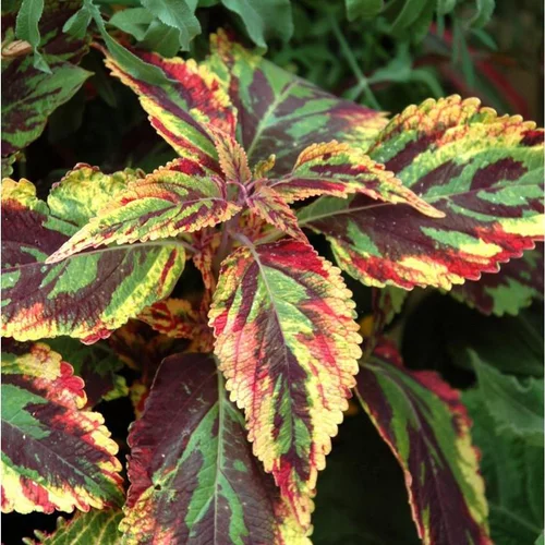Coleus - La suspension