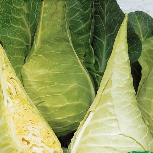 Chou cabus Express Filderkraut - Hilmar Brassica oleracea capitata filderkraut