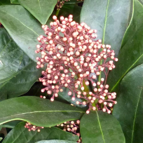 Skimmia Japonica Collection - La coupe de 32 cm