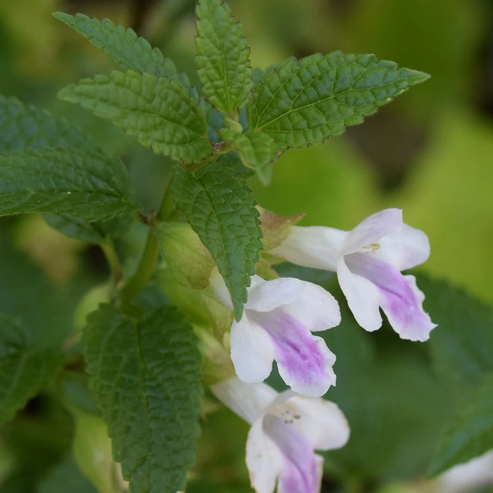Mélisse sauvage Mélitte à feuilles de mélisse Melittis melissophyllum alba