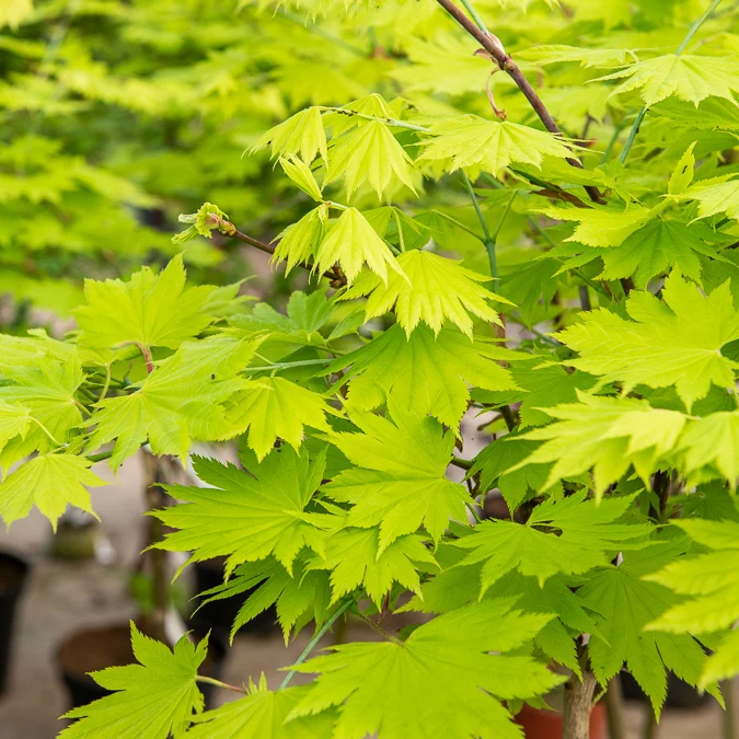 Erable du Japon doré Acer shirasawanum aureum