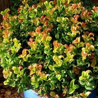 Leucothoe Curly Red – Pot de 2L