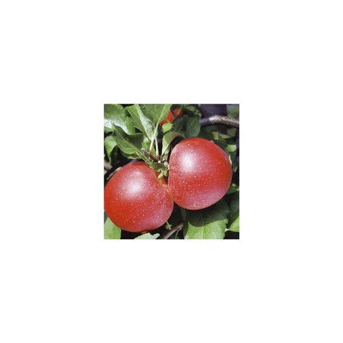 Pommier Royal Gala. En racine nue, forme palmette U double