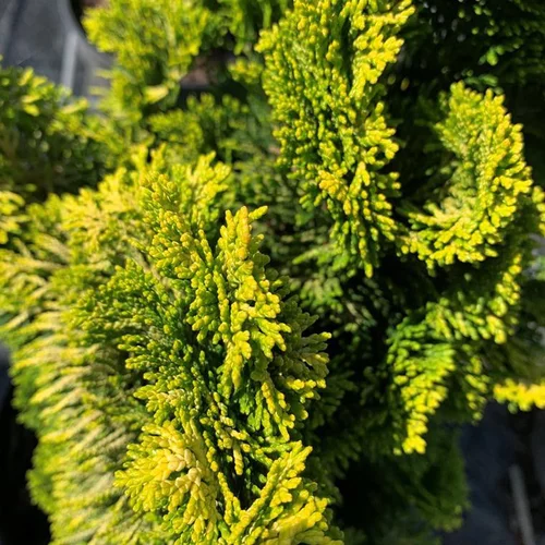 Cyprès du Japon (Chamaecyparis Obtusa Aurora) 25/30. Le pot 3 litres