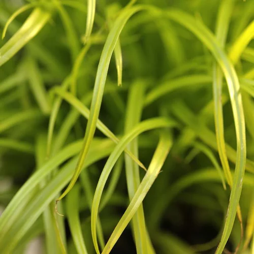 Bien Etre Animal Cyperus Zumula Bio. Le pot de 1 litre