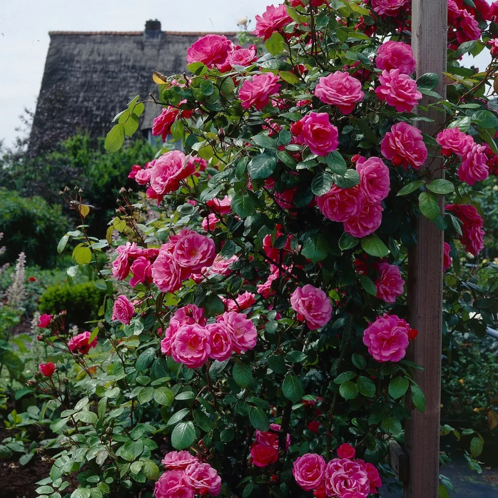 Rosier grimpant rose Rosa