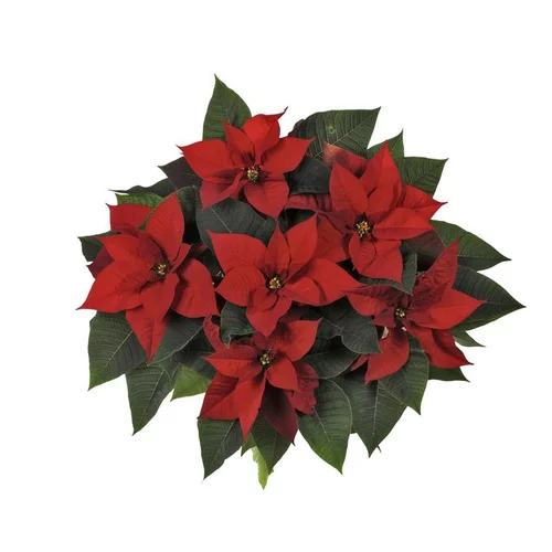 Poinsettia pailleté rouge la coupe Ø 27 cm