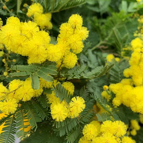Mimosa de greffe (Acacia Dealbata) 80/100. Le pot de 3 litres