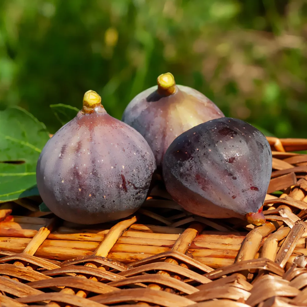 Figuier Violette Dauphine Ficus carica Violette Dauphine