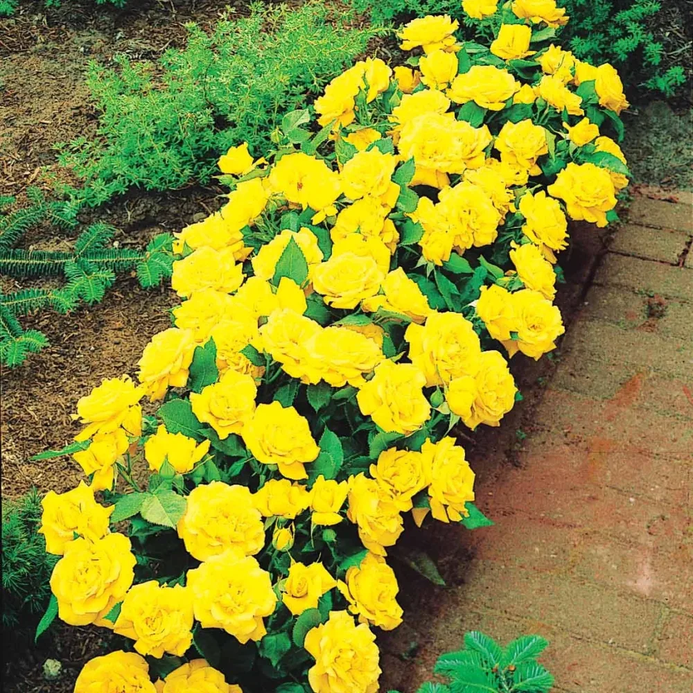 3 Mini-rosiers Randilla jaune Rosa randilla