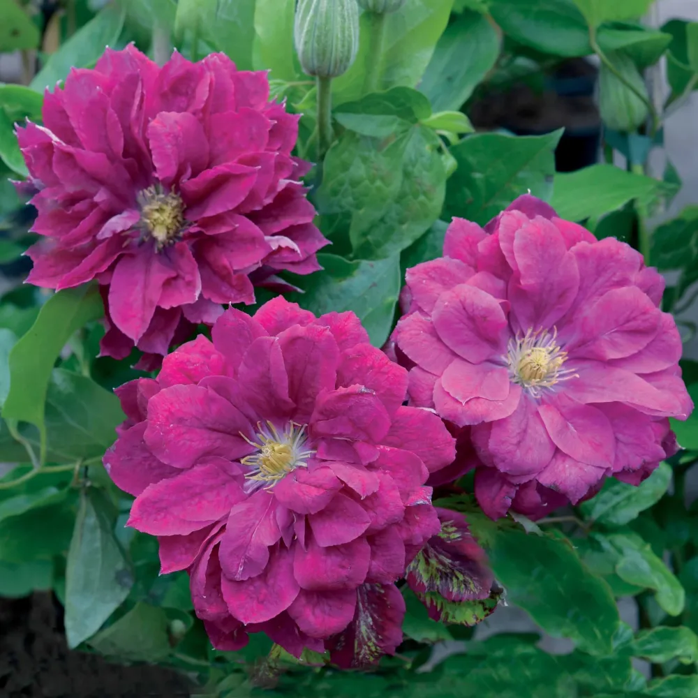 Clématite Red Star Clematis red star
