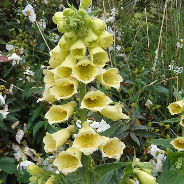 6 x Digitale à grandes fleurs – Digitalis grandiflora | godet 9cm x 9cm