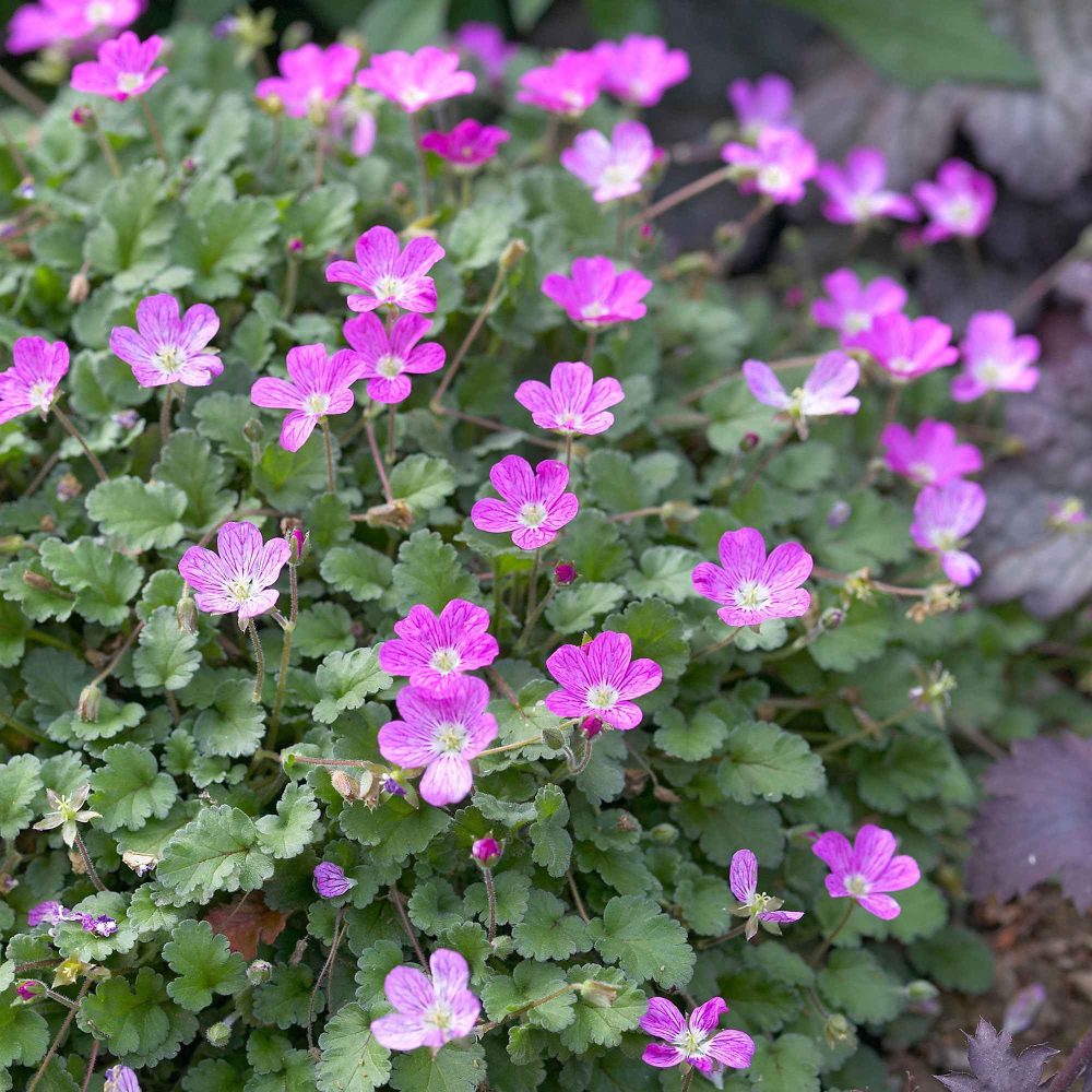 Erodium Bishops Form Erodium variabile Bishop's Form
