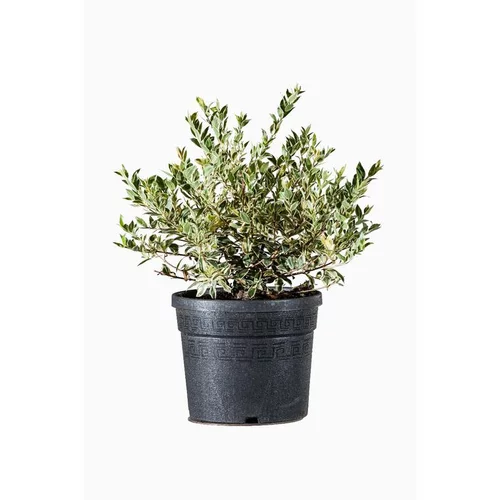 Myrtus Communis Tarentina (Myrte de Tarente) en pot de 3 L vert