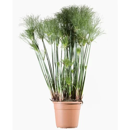 Cyperus Papyrus Cleopatra® (jonc du Nil) en pot de 4 L vert