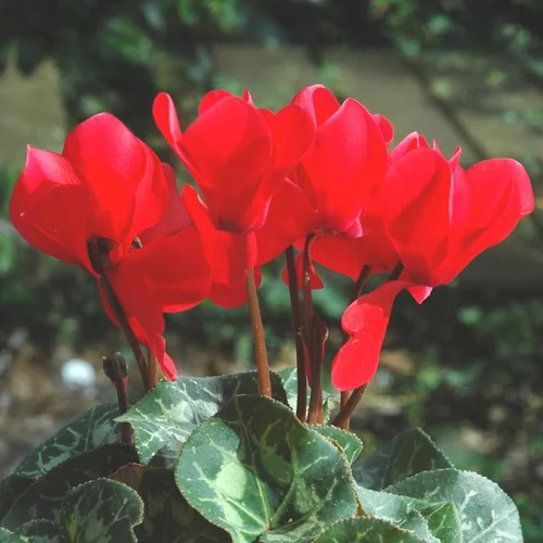 Cyclamen Midi à fleurs multicolores - Le pot Ø 12 cm