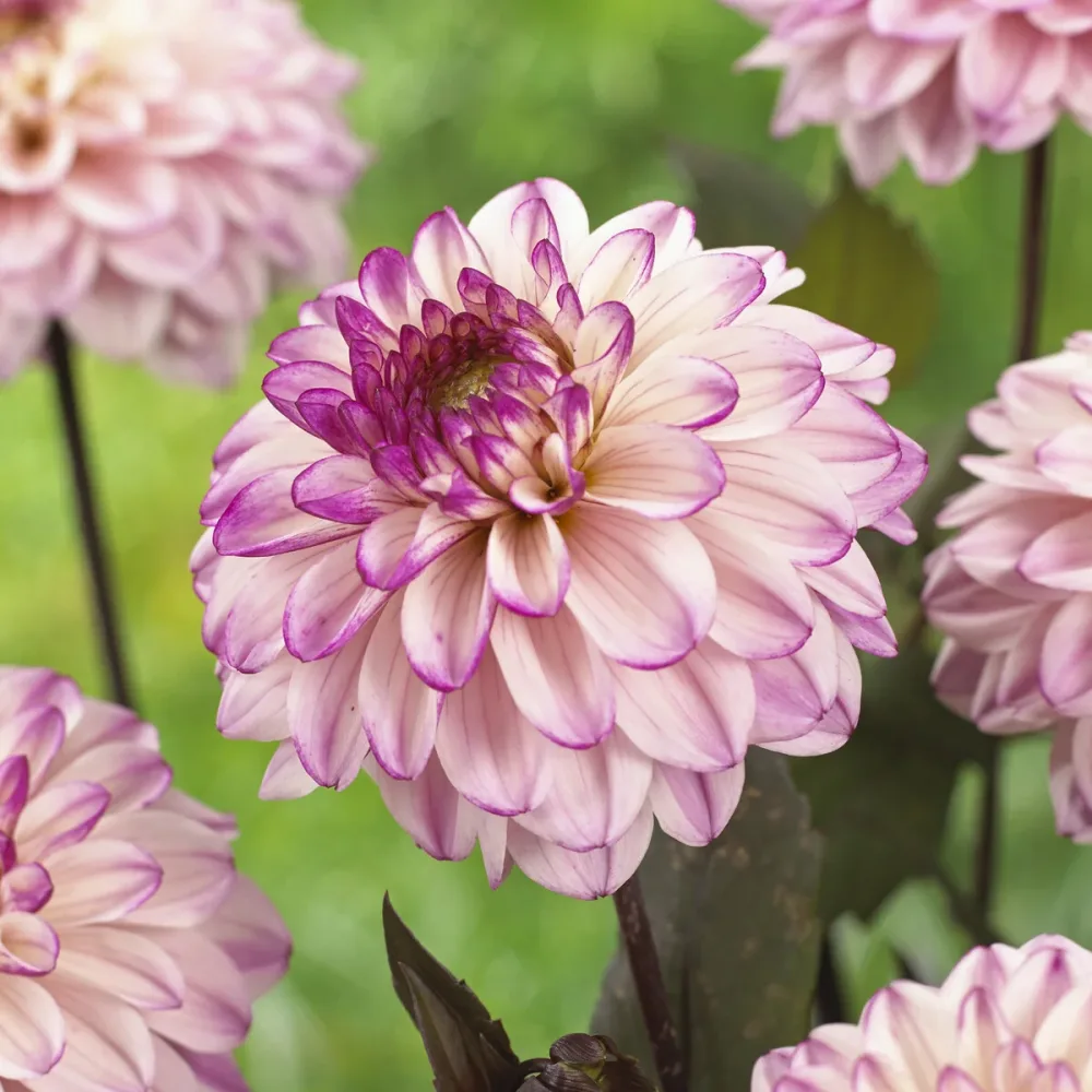 Dahlia décoratif Flashback Dahlia Flashback