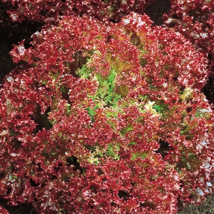 Laitue pommée frisée Lollo Rossa Bio Lactuca sativa lollo rossa