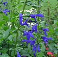 Salvia Patens - Le pot de 2 litres