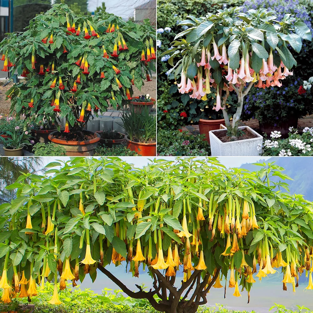 Collection de 3 Brugmansias : rouge et or, jaune, rose Brugmansia
