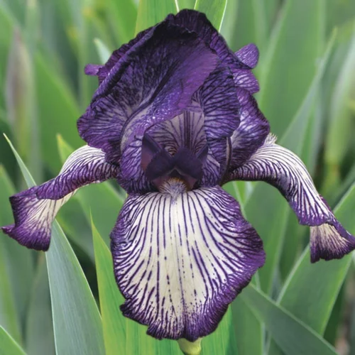 Iris des jardins Circus Stripes - Le pot de 1 litre