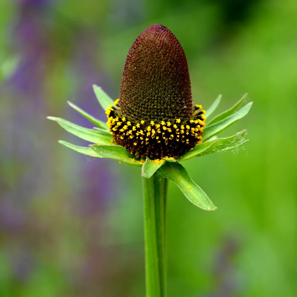 Rudbeckia occidentale Green Wizard Rudbeckia occidentalis Green Wizard