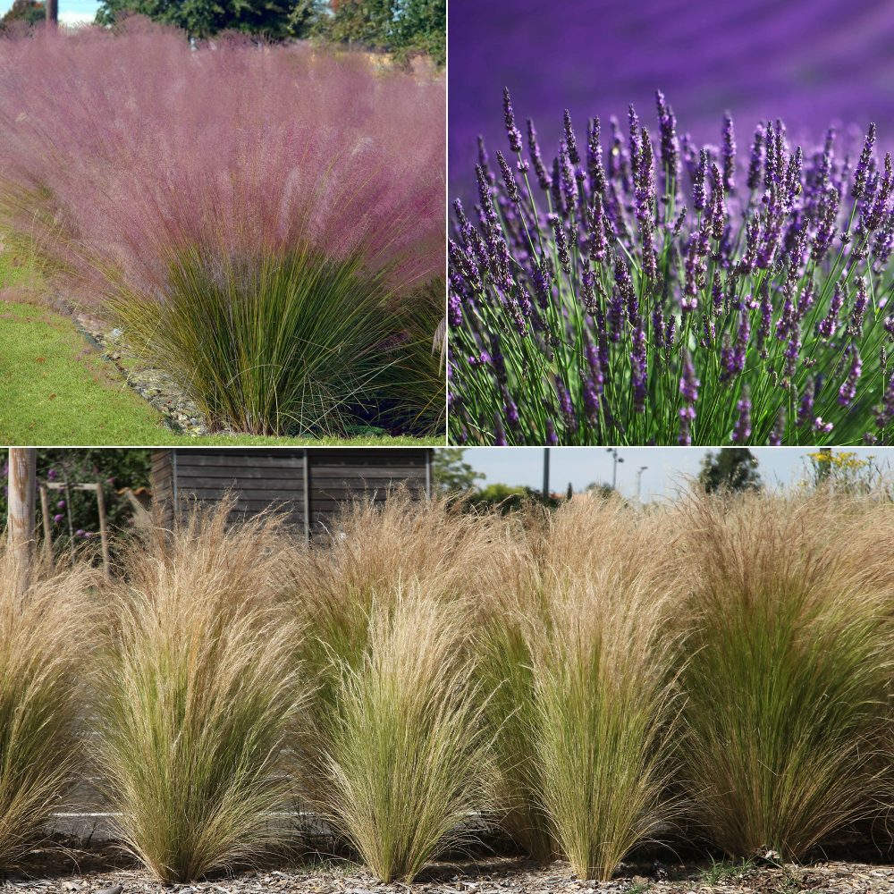 Collection de 6 plantes vivaces pour extérieur moderne Stipa tenuissima, Muhlenbergia capillaris, Lavandula angustifolia