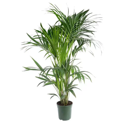 Kentia Forsteriana. Le pot Ø 21 cm, H 120 cm