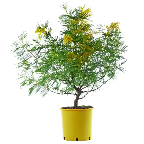 Mimosa (Acacia Dealbata). Le pot de 3 litres