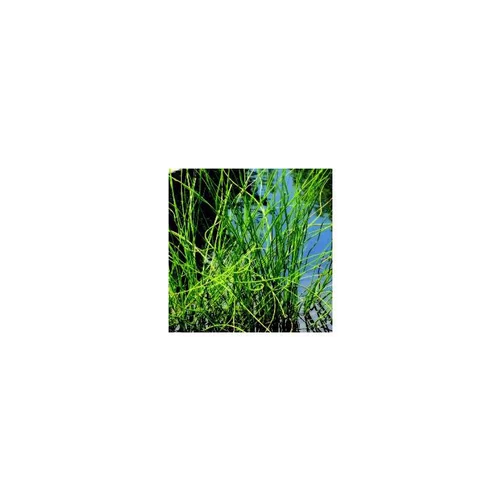 Jonc spirale ou Juncus Effusus Spiralis. Le pot de 2 litres