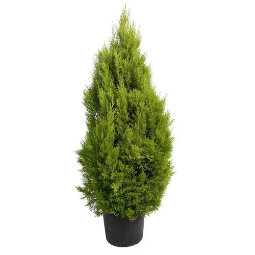 Thuya Orientalis Pyramidalis Aurea 125 cm pot de 15 L