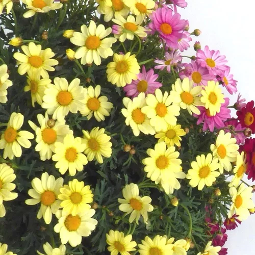 Anthemis Trio. Le pot de 19 cm