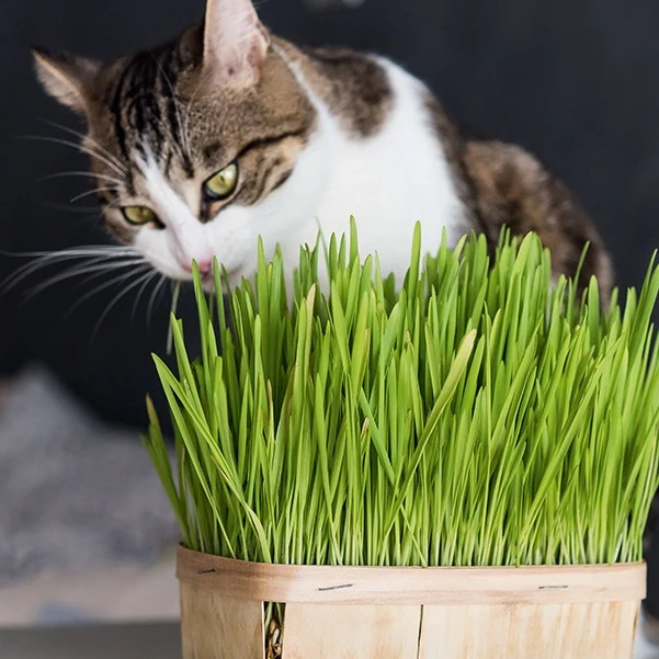 L'herbe à chat Hordeum vulgare