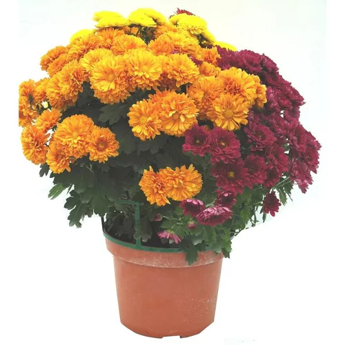 Chrysanthème multifleurs - Le pot de 32 x 32 xm