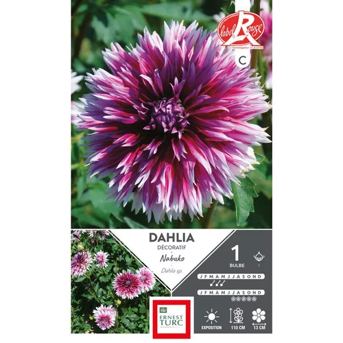 Dahlia dentelle Nabuko violet pointe blanc Ernest Turc - 1 bulbe